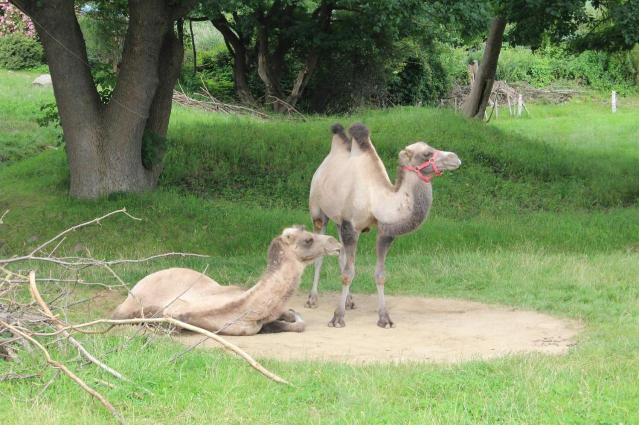 Ferienwohnungen Im Haus Strandburg Grömitz المظهر الخارجي الصورة